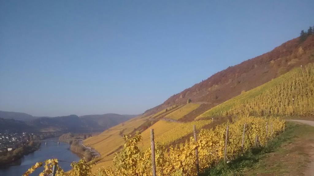 Weingut Matthias Dauns Apartment Райл Екстериор снимка